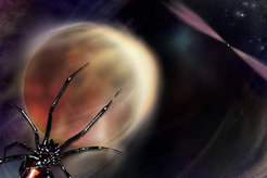“Spider pulsars” consist of a neutron star in a binary system with a lightweight companion. The neutron star evaporates its companion star with its radiation and a particle wind, destroying it completely over time. These “black widow” or “redback” pulsars are named after spiders whose females are known to kill their lighter mates.