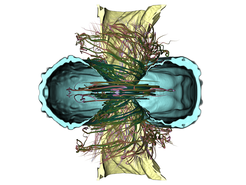 This plot shows the structure of the magnetic field 35 ms after the merger of two magnetized neutron stars (NS) and around 27 ms after the hypermassive merger remnant collapsed to a black hole (BH). One can see that an ordered structure has emerged, with a toroidal field in the debris disk surrounding the BH (shown as blue surface and cut open). More importantly, there is a twister-like field around the BH axis, with field strength above 1013 Gauss. Inside we find a funnel of low mass density (yellow). This is one of the proposed scenarios that might eventually lead to the formation of a short gamma ray burst, although there was no outflow on the short timescale of this simulation. The initial BNS model consists of two 1.51 solar mass NSs with dipolar magnetic fields around 1012 Gauss, following a simplified gamma-law equation of state.