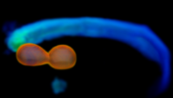 Numerical simulation of two neutron stars. Visible are the high-density cores of the two merging neutron stars (orange) and the unbound material which becomes ejected from the system (blue).