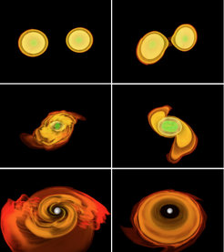 The images show the simulation of two neutron stars merging into a single object: an hypermassive neutron star (HMNS). Shown with different colours are different values of the density with green for the high density and orange for the low density. Although very hot, the HMNS will not be able to resist gravity and will collapse to produce a black hole after a fraction of a second. The low-density (orange) material will then produce a torus orbiting the black hole, leading to the configuration which is expected behind gamma-ray bursts.